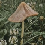 Profile picture of Ariel B