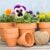Profile picture of vegogarden