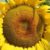 Profile picture of 1669