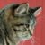 Profile picture of G Predmore