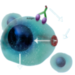 Group logo of Brain-Targeted Exosome
